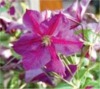 10169 clematis wunderbare rosenpartner 3 100