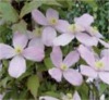 10169 clematis wunderbare rosenpartner 6 100