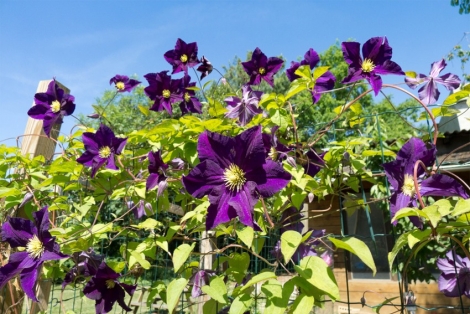 Clematis - wunderbare Rosenpartner